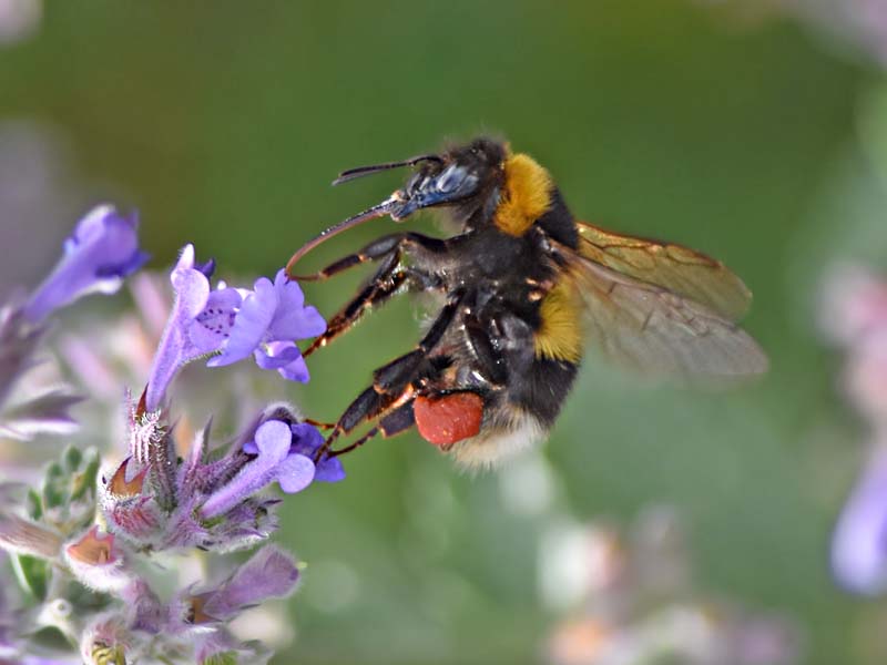 Garden Bumblebee