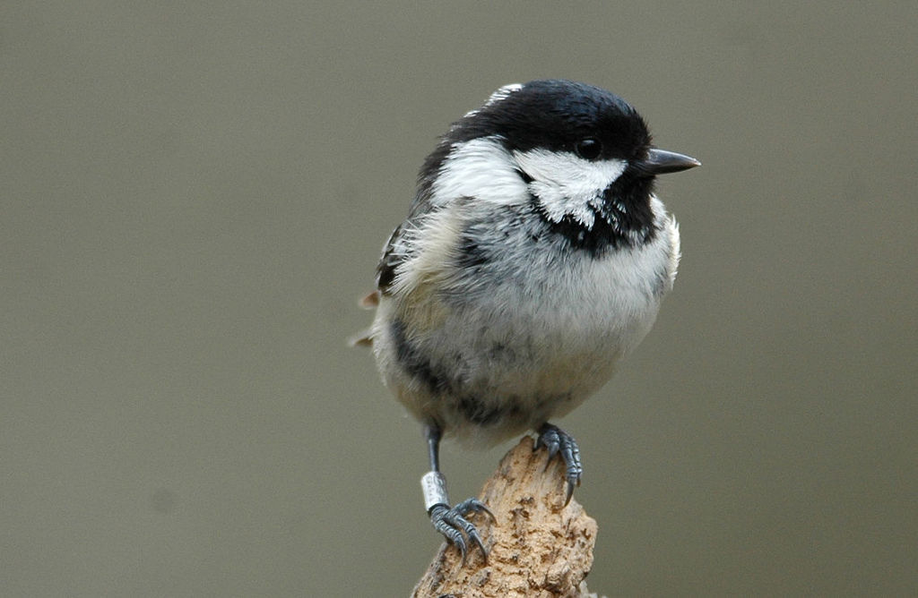 Garden Image Birders !!