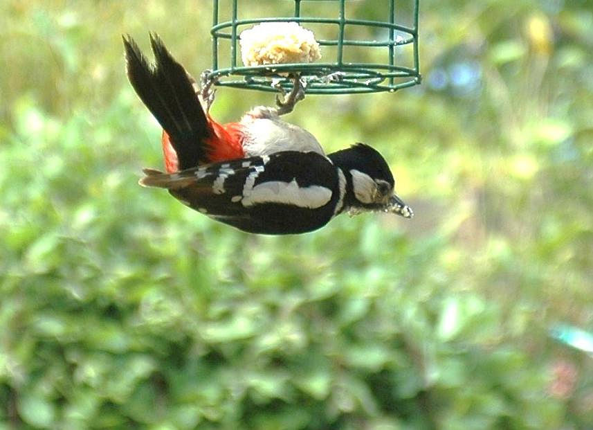 Garden Image Birders !!!