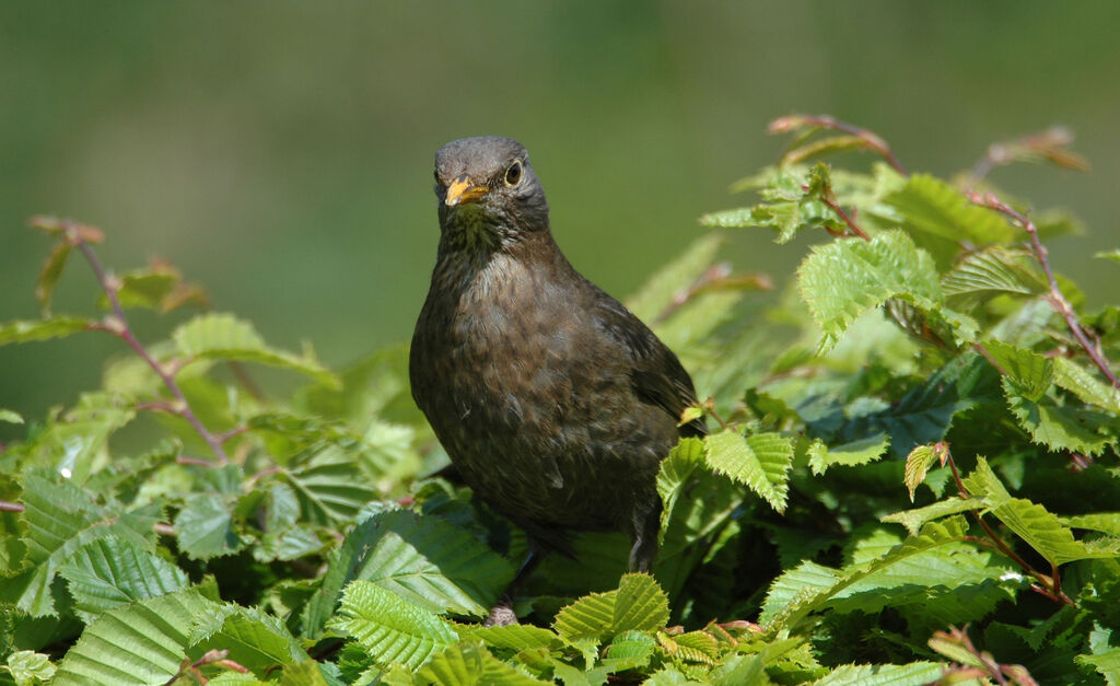 Garden Image Birders !!