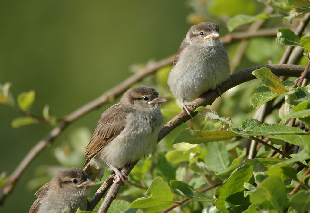 Garden Image Birders !!