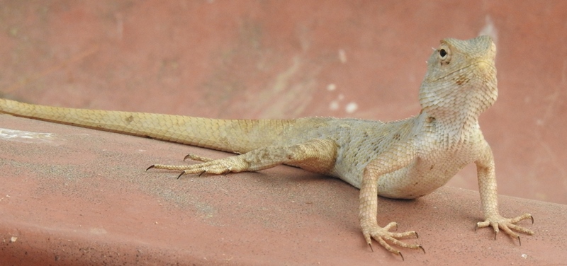 Garden Lizard