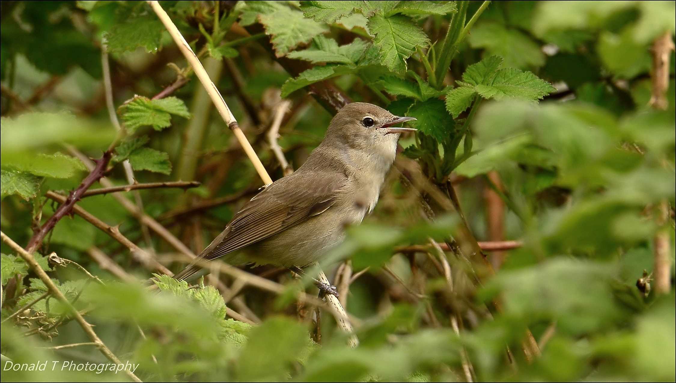 Garden Warbler 🎶 🎶 🎶