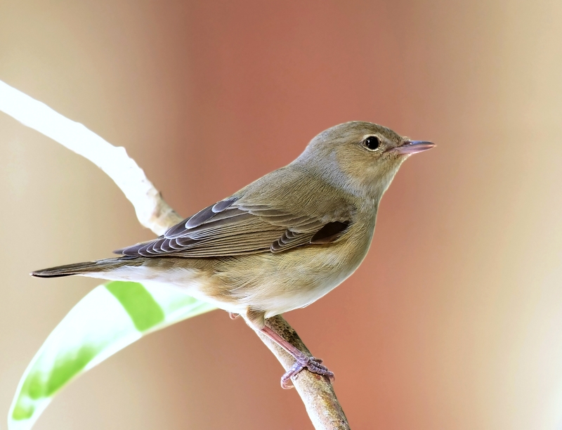 Garden warbler