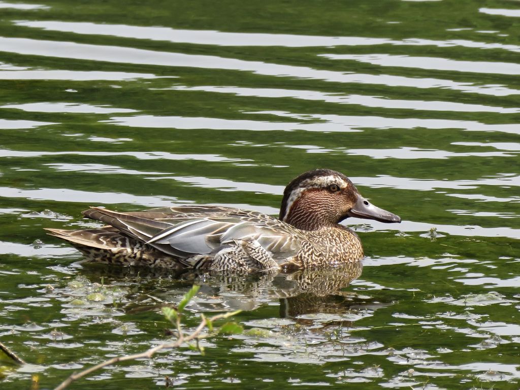 Garganey - Gnoll Pond