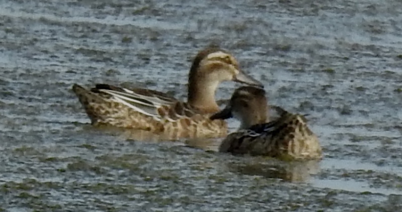 Garganey Pair