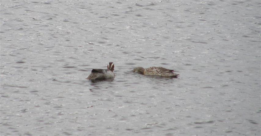 Garganey