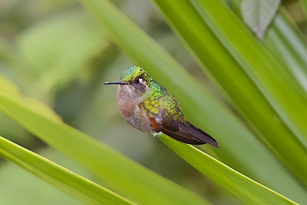 Garnet-throated Hummingbird (female)