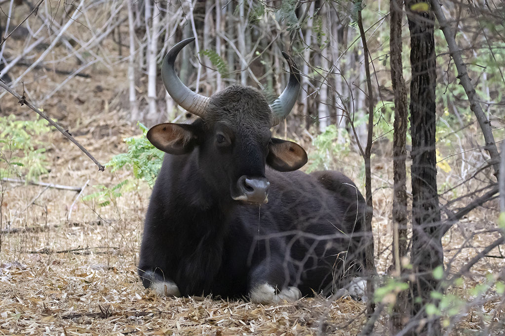 Gaur