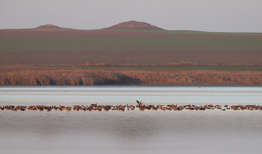 Geese on Lake