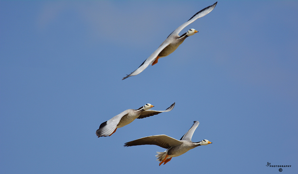 Geese on Wings