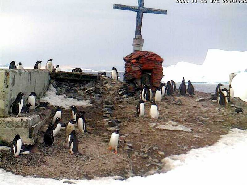 Gentoo penguins in the Antarctic