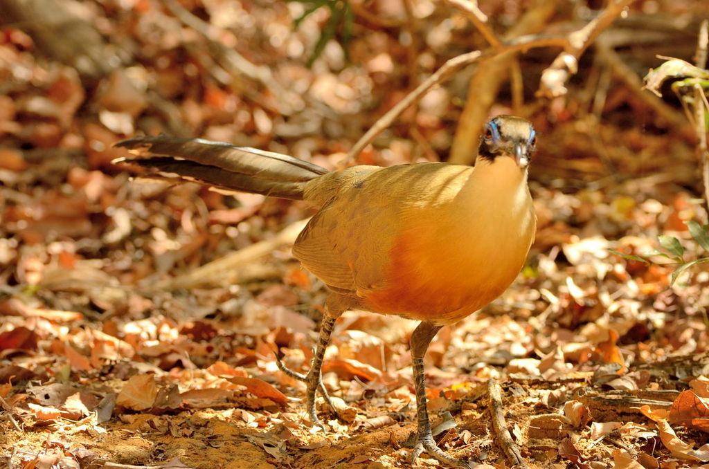 Giant Coua (Coua gigas)