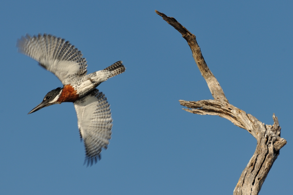 Giant Kingfisher