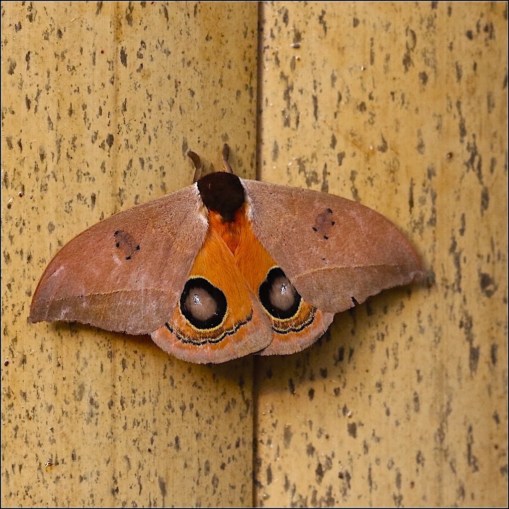 Giant Silk Moth