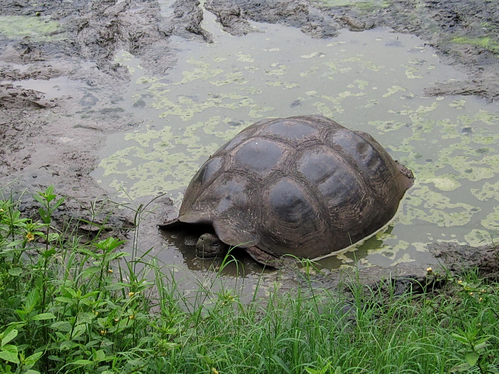 Giant Tortoise taking a mud bath