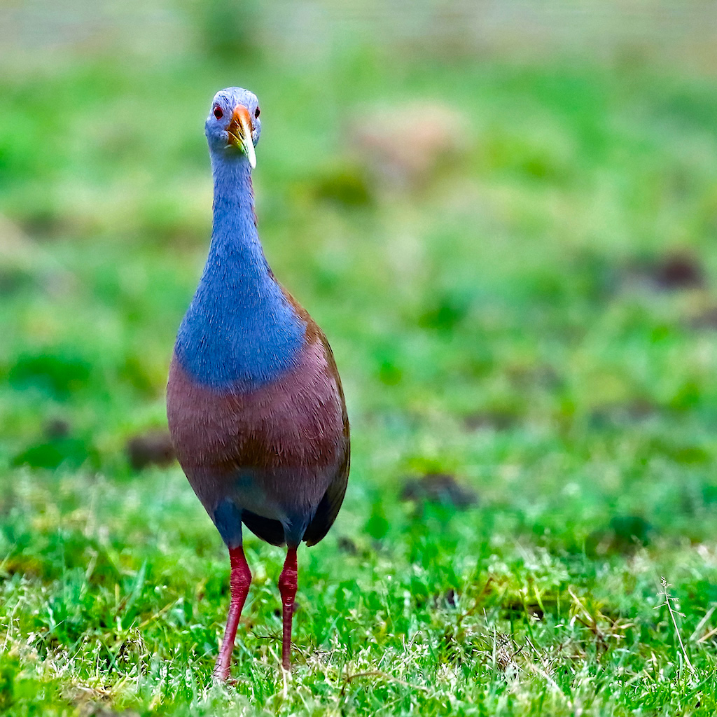 Giant Wood Rail