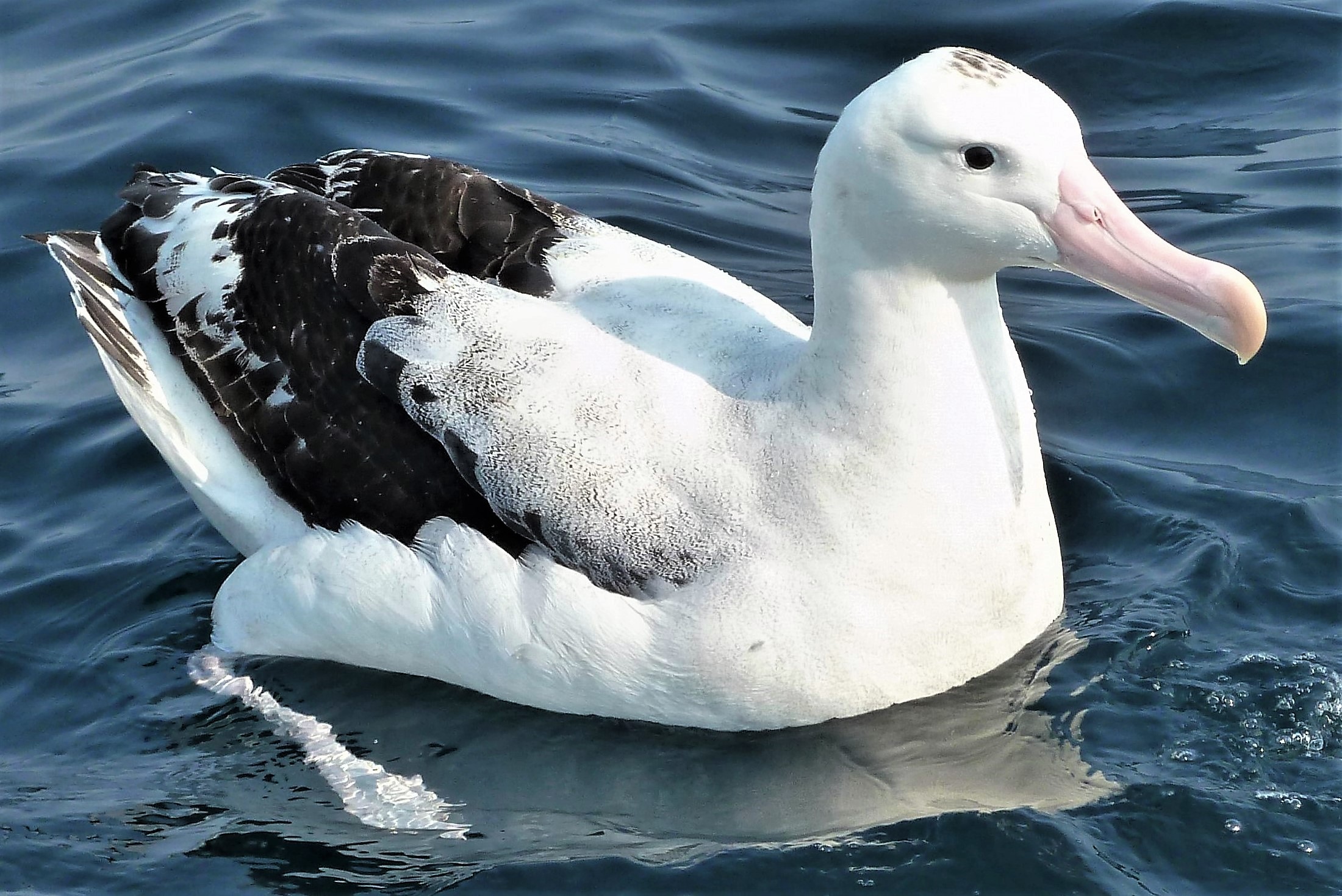 gibson's wandering albatross