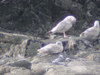 Glaucous Gull
