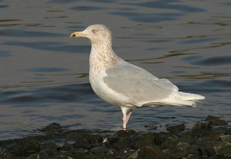 Glaucous Gull