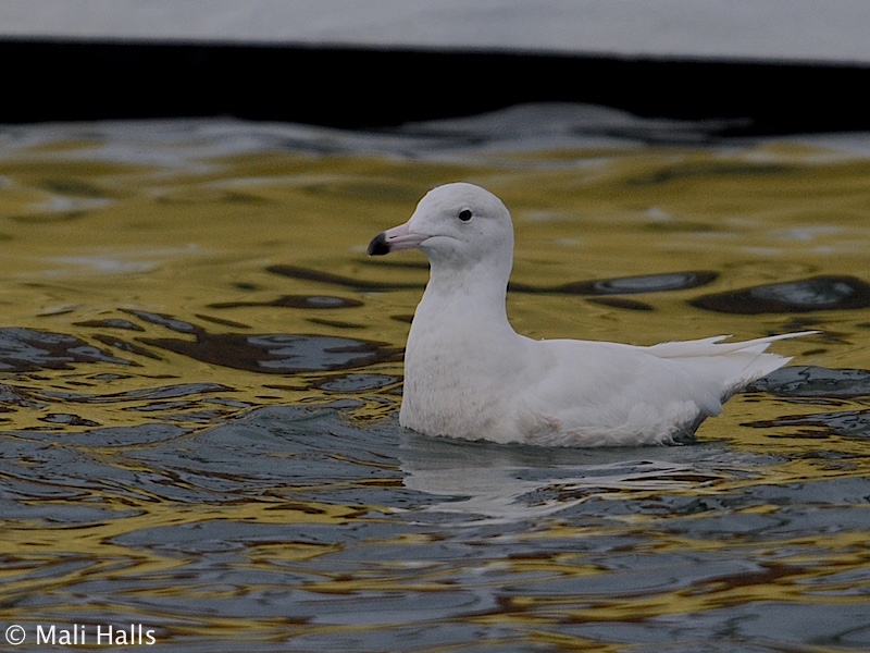 Glaucous Gull