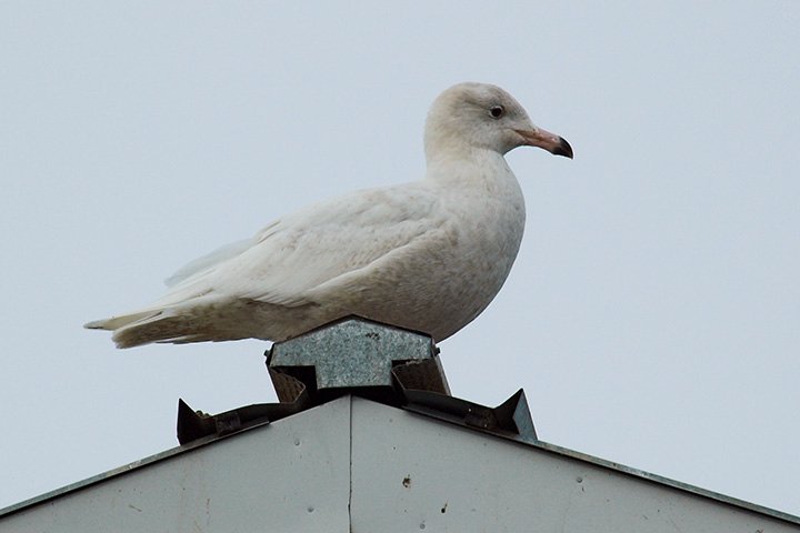 Glaucous Gull