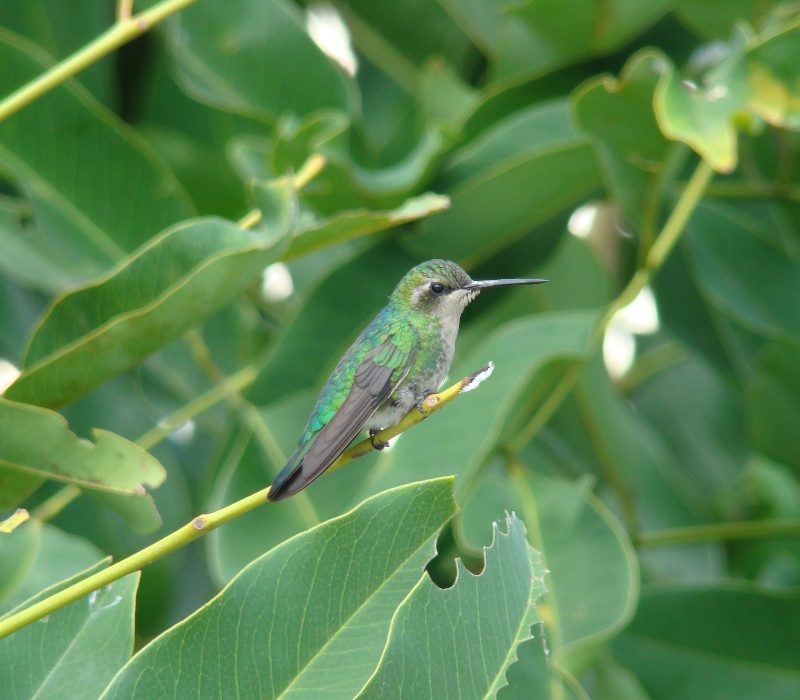 Glittering-bellied Emerald (f)