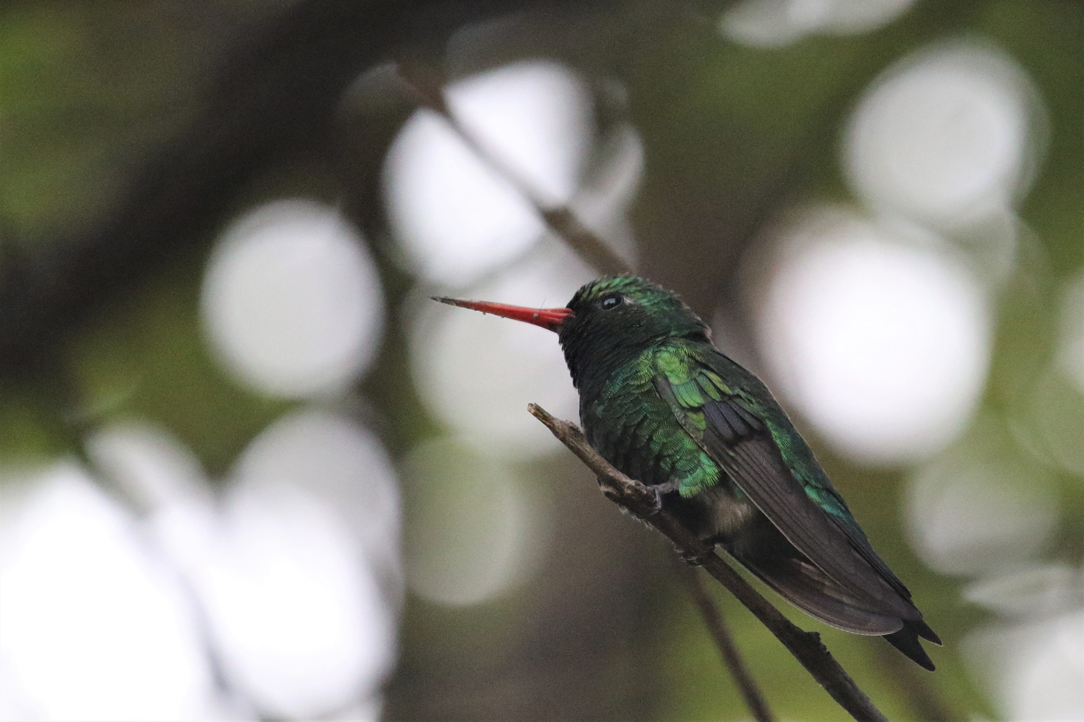 Glittering-bellied Emerald