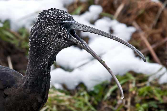 Glossy Ibis