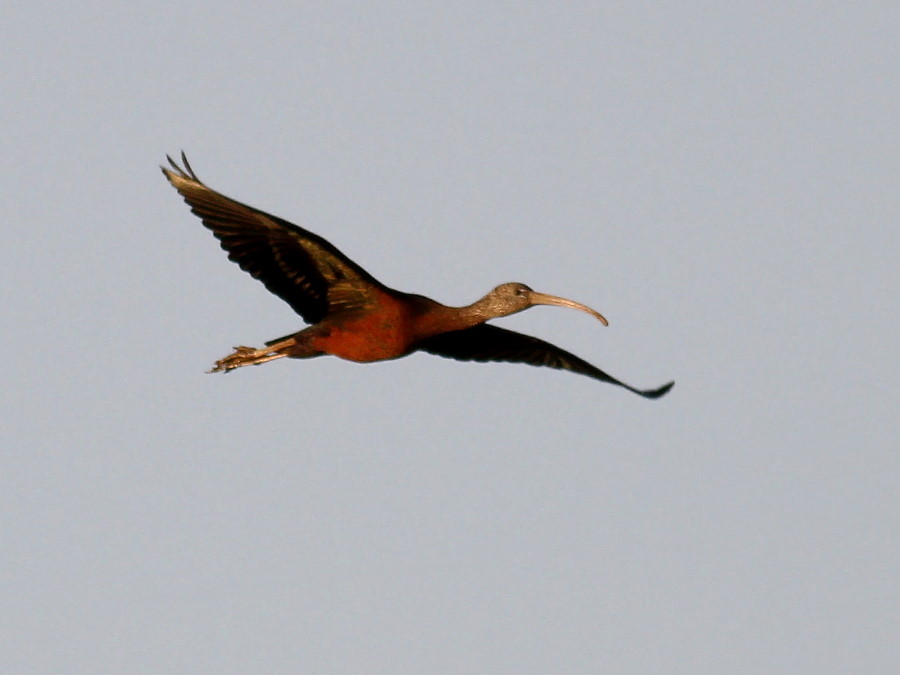 Glossy Ibis