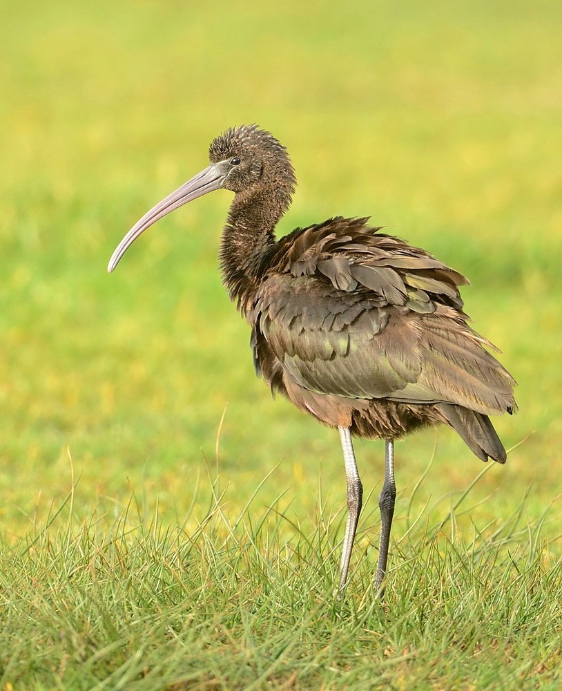 glossy ibis