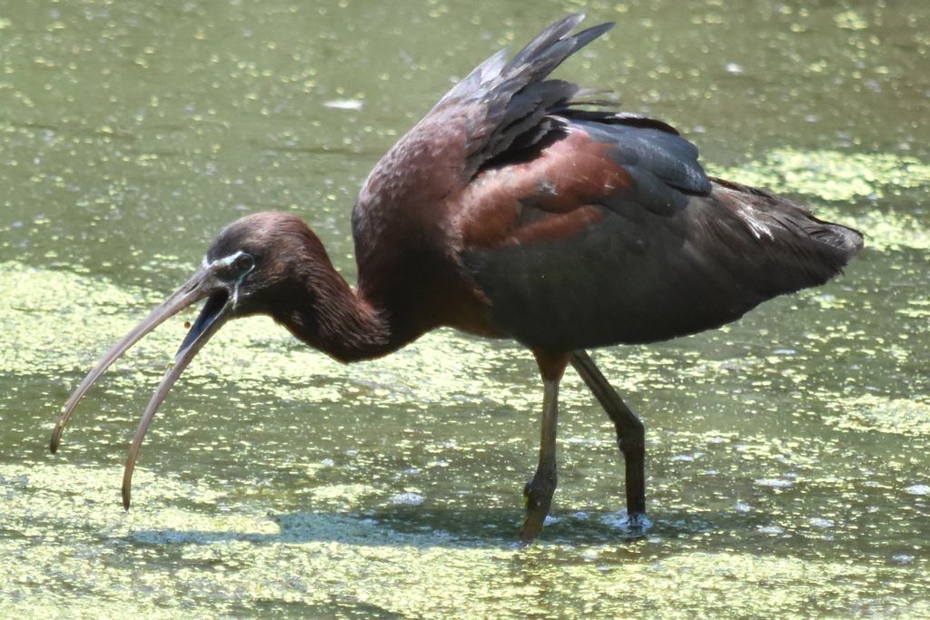 Glossy ibis