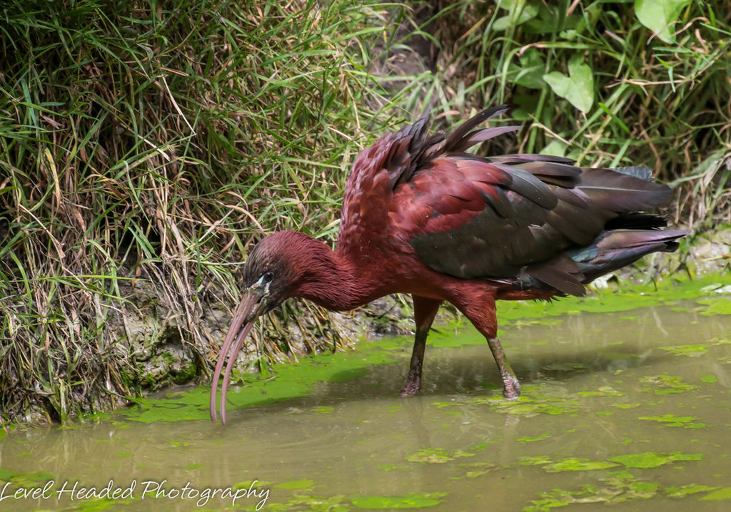 Glossy Ibis