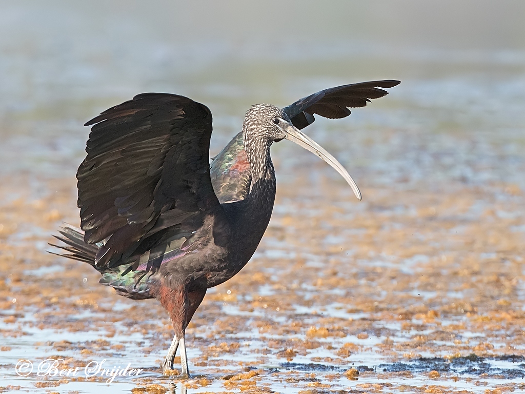 Glossy Ibis