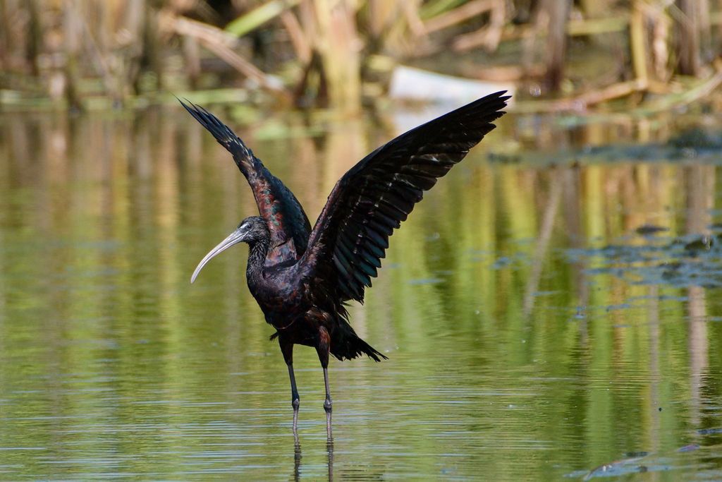 glossy ibis