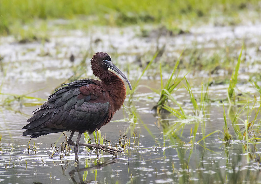 Glossy Ibis