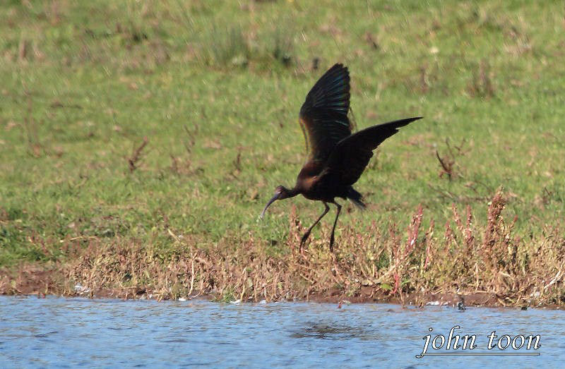 glossy ibis