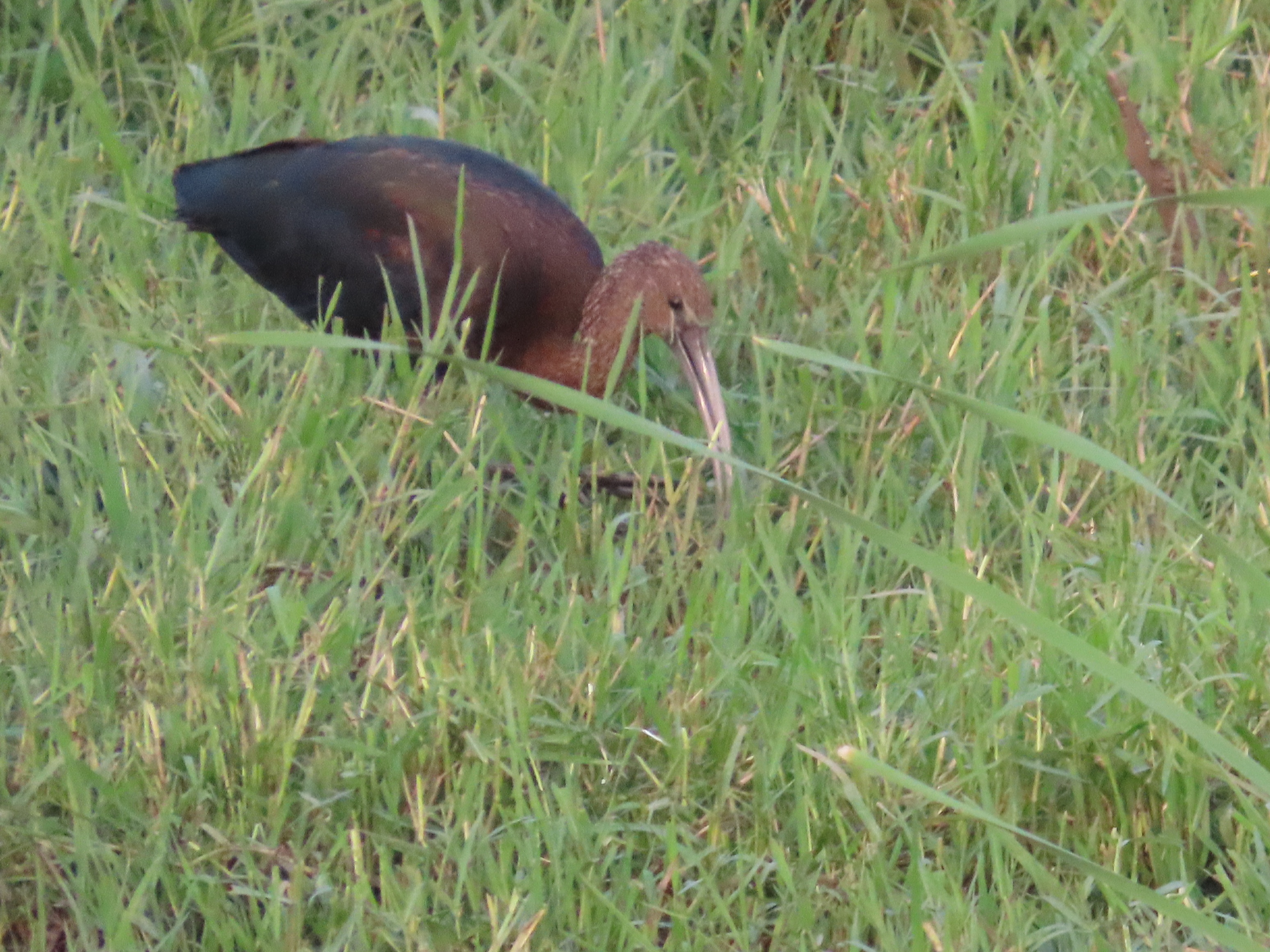 Glossy Ibis