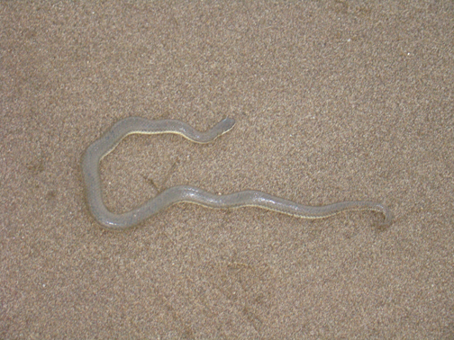 Glossy Marsh snake on Sea-shore