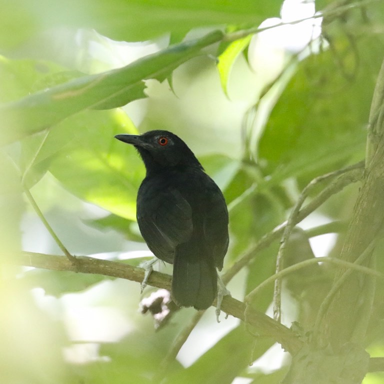 Goeld's Antbird (male)