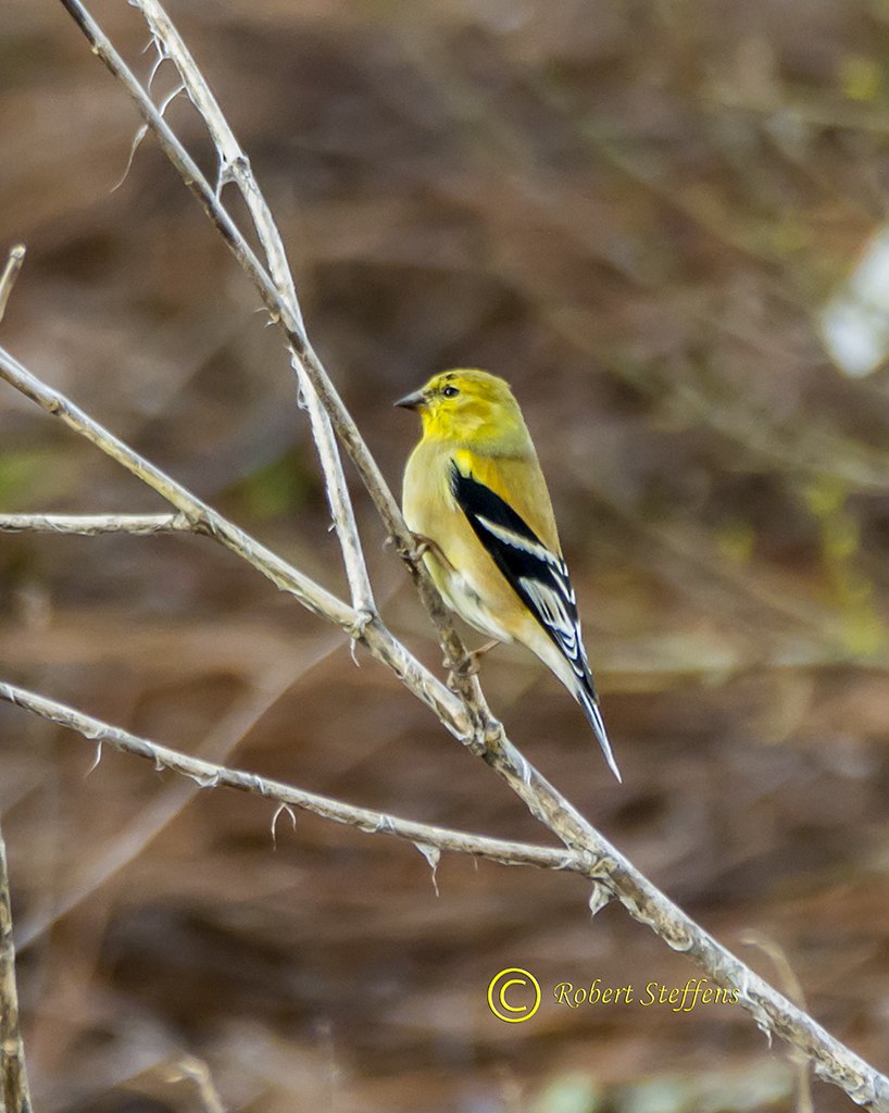 Gold Finch