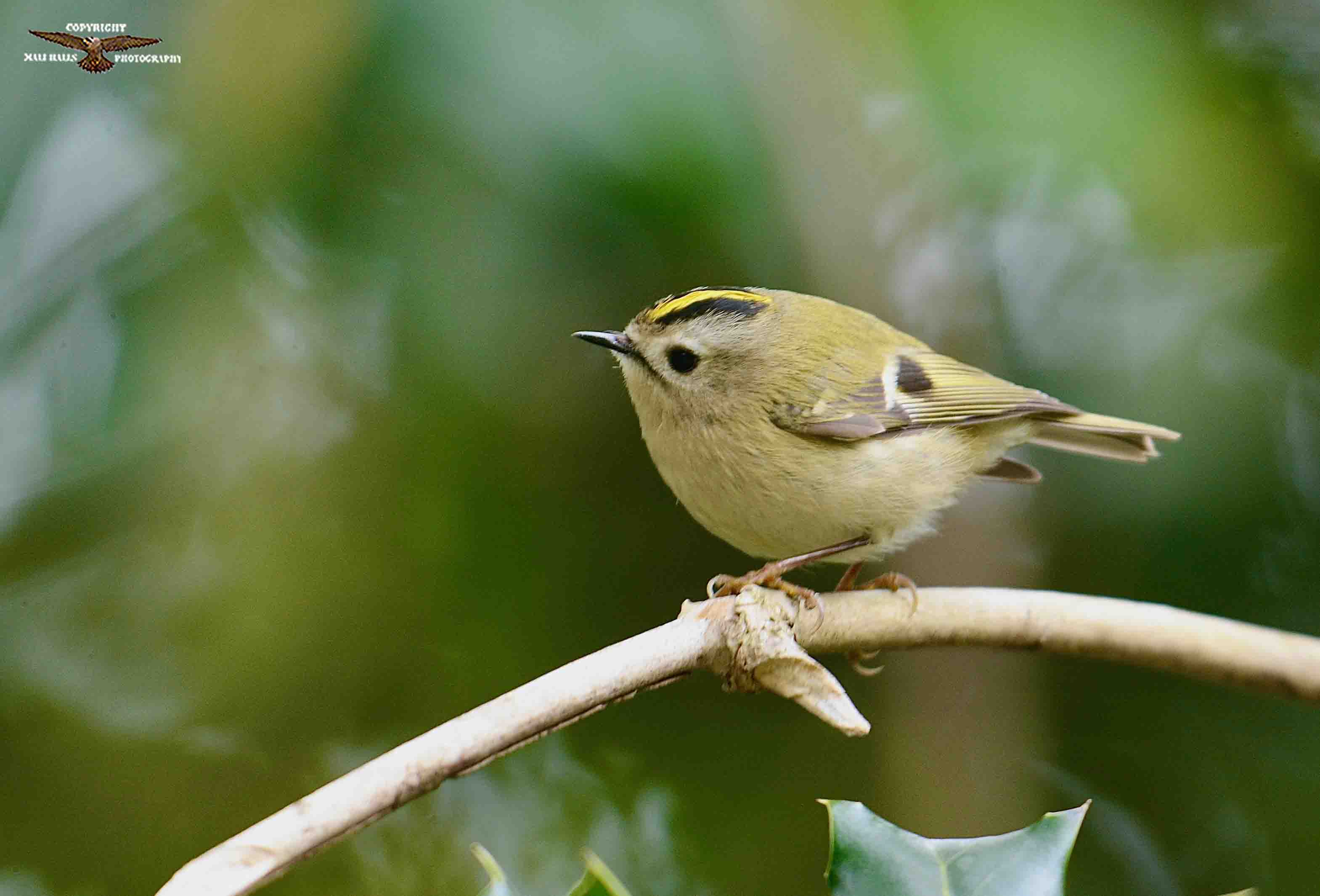 Goldcrest 9648 (1).jpg