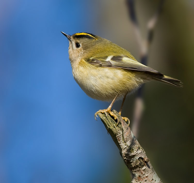 Goldcrest