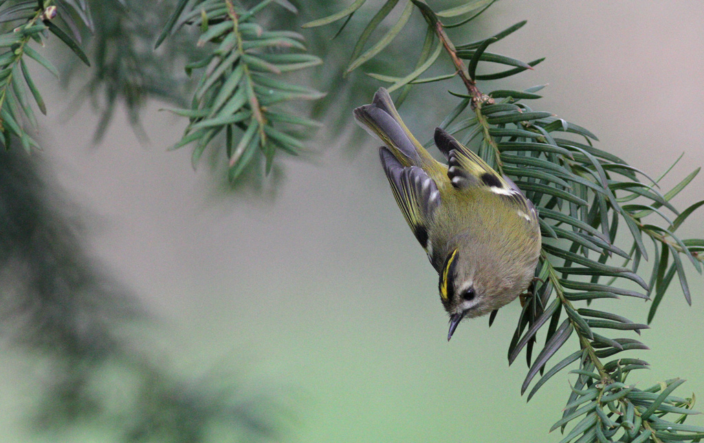 Goldcrest