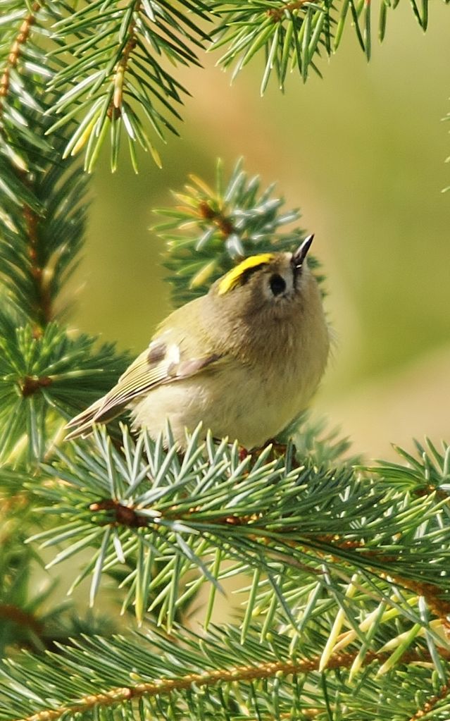 Goldcrest