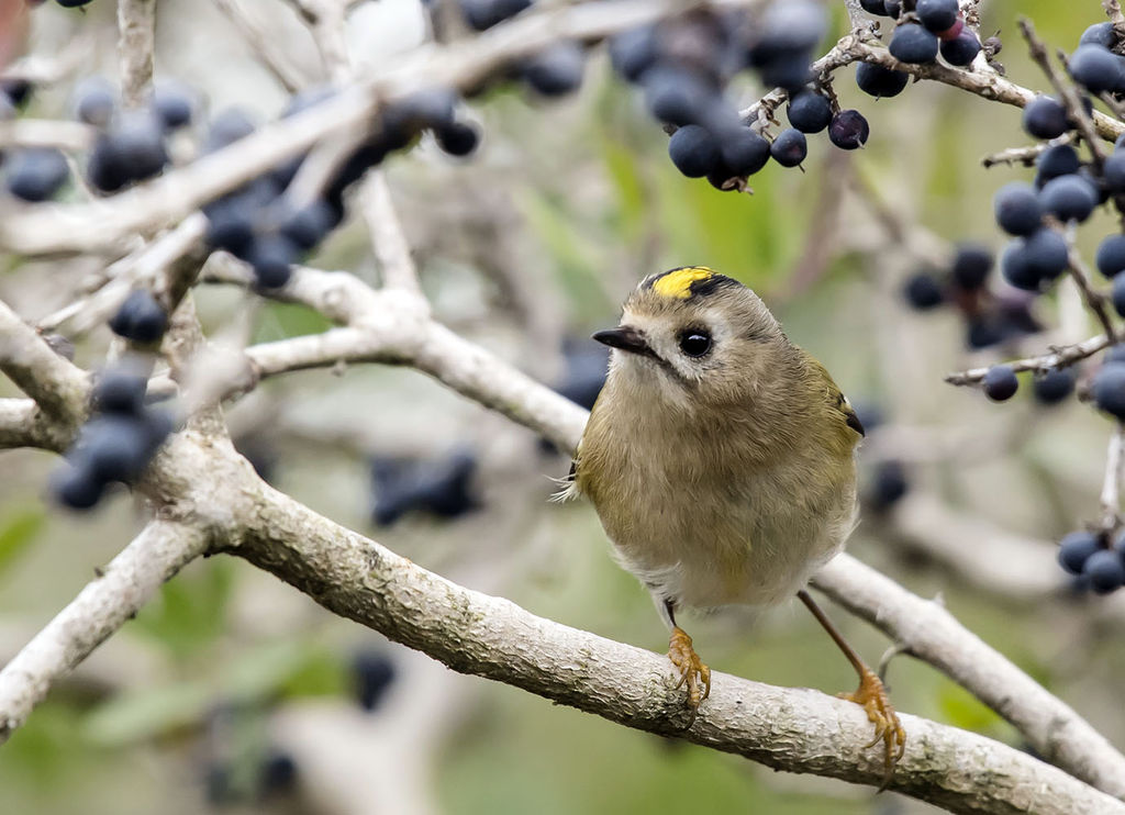 Goldcrest