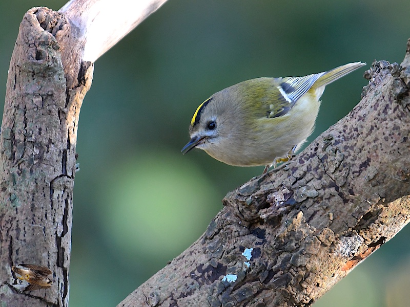 Goldcrest