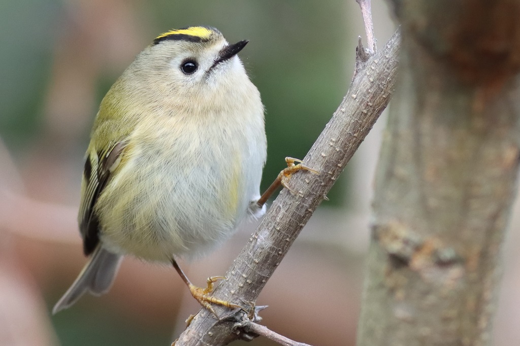 goldcrest