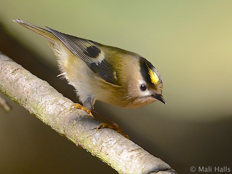 Goldcrest