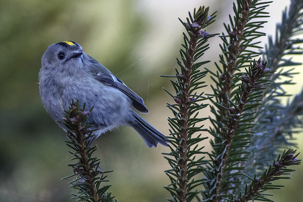 Goldcrest